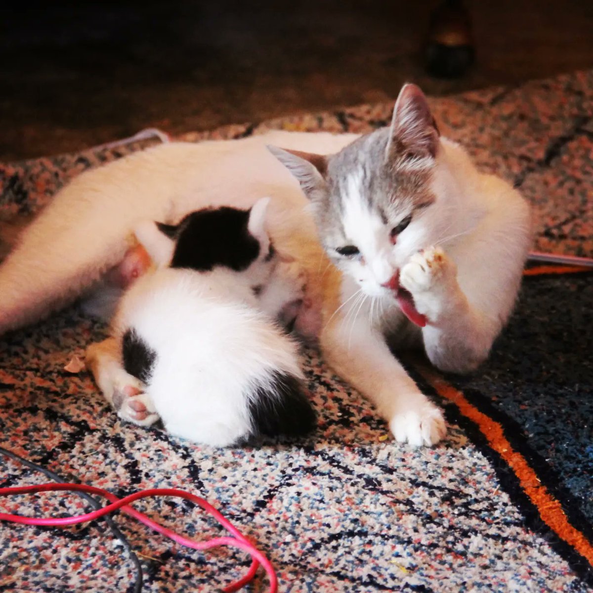 SyrianSora's tweet photo. Anew rescue operation for a cat that has a small and beautiful baby  Welcome to the shelter for a new life full of love peace safety and food🙏🐈🐕❤
Please donate guys without you we can't really do anything
Paypal Donation Link
https://t.co/ospIf0SNI4
Or
https://t.co/nrrmwOPHXo https://t.co/EbjIHLTHzP