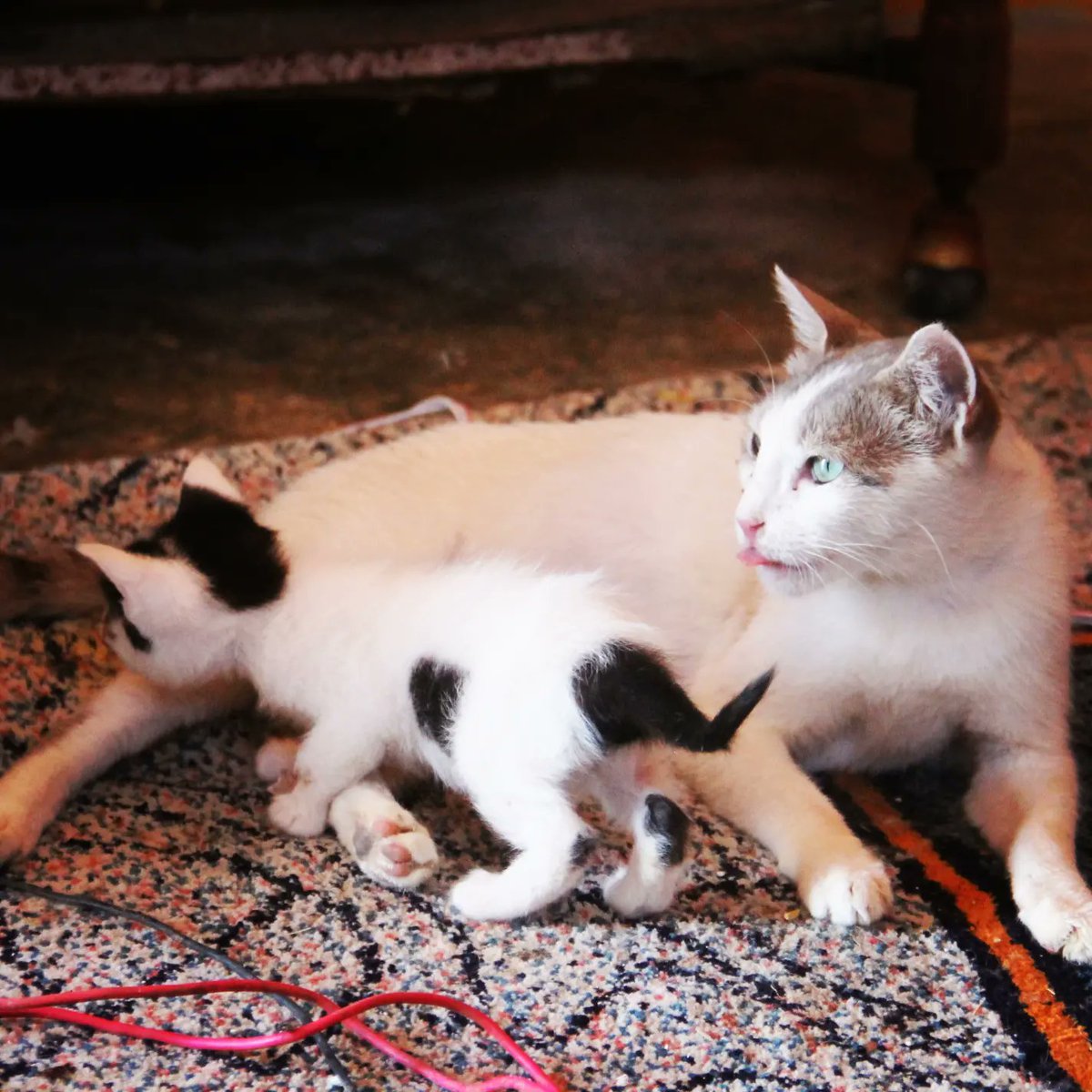 Anew rescue operation for a cat that has a small and beautiful baby  Welcome to the shelter for a new life full of love peace safety and food🙏🐈🐕❤
Please donate guys without you we can't really do anything
Paypal Donation Link
paypal.com/cgi-bin/webscr…
Or
gofund.me/9fbe27f4