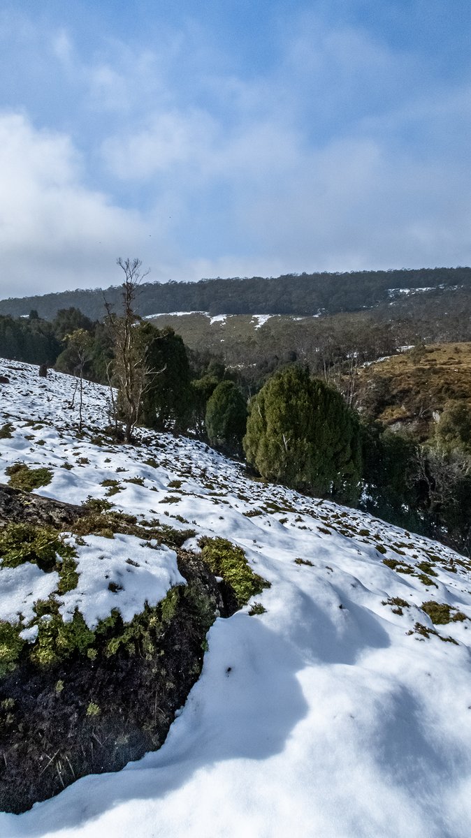 TinDTC's tweet photo. You absolutely love Cradle Mountain, right! But are you looking for an interesting lesser-known short walk close to the visitor centre? 
~~
Click on our Blog link to learn about the Pencil Pine Circuit. #discoverTasmania #cradlemountainnationalpark
https://t.co/dsHQ9shxny https://t.co/KYffFrXE2Q