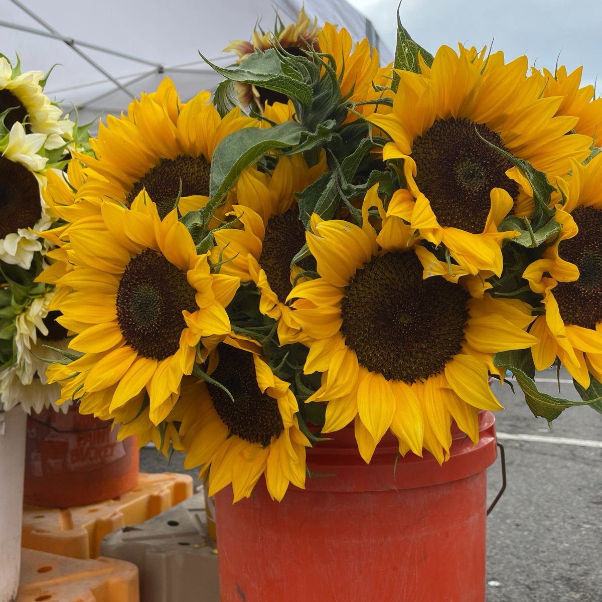 UnionSquareFM's tweet photo. I spy with my little eye... yellow! You can find every color at the Market, but this week we are featuring all things yellow. π»ππ
#loveunionsquare #weloveourmarket #knowyourfarmerknowyourfood #supportyourlocalfarmersmarket https://t.co/7P3Jn6N6GK