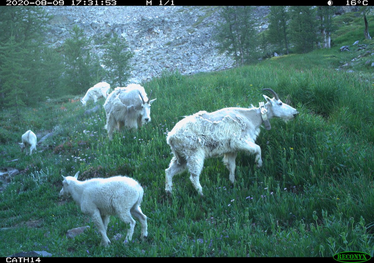 Cole Burton (@cole_burton) on Twitter photo And more cheers for his excellent committee members <a href="/adamTford/">Adam ™ Ford</a> and <a href="/TaraGMartin/">Tara Martin</a>, external examiner Karen Hodges, and <a href="/wildco_lab/">@wildco.bsky.social on Bluesky</a> helpers! And more cheers for his excellent committee members <a href="/adamTford/">Adam ™ Ford</a> and <a href="/TaraGMartin/">Tara Martin</a>, external examiner Karen Hodges, and <a href="/wildco_lab/">@wildco.bsky.social on Bluesky</a> helpers!