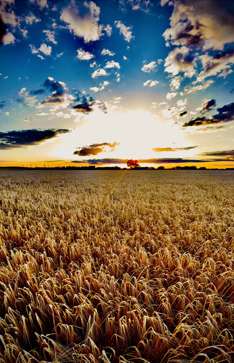 jonrigby00's tweet photo. “Daddy can we go to the field to take pictures of the sunset?”

😍😍😍 https://t.co/YbyvRtyuSn