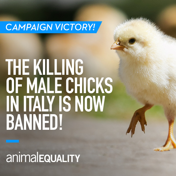 A step in the right direction to a world without farmed animal suffering. Today, we celebrate this ban, but we continue to do whatever it takes in our fight for a world where all animals are respected &amp; protected. 💪💙 