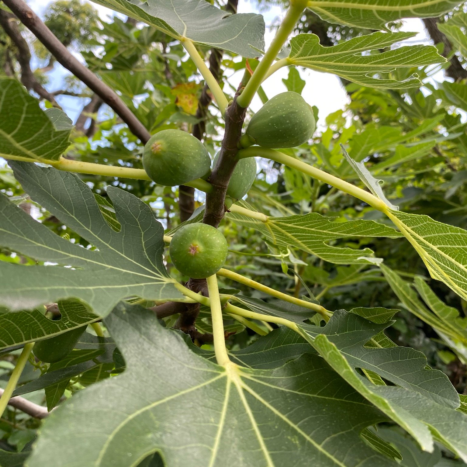 山形アキラ フリー牧仕 イチジク は無花果と書くけど 花 が無いわけではない 奥ゆかしく咲いているのだ 聖書にも イチジクはしばしば登場する 地中海沿岸や西アジアが原産 創世記3章7節に イチジクの葉をつづり合わせて 腰の覆いを との 山形アキラ フリー牧仕 イチジク は無花果と書くけど 花 が無いわけではない 奥ゆかしく咲いているのだ 聖書にも イチジクはしばしば登場する 地中海沿岸や西アジアが原産 創世記3章7節に イチジクの葉をつづり合わせて 腰の覆いを との