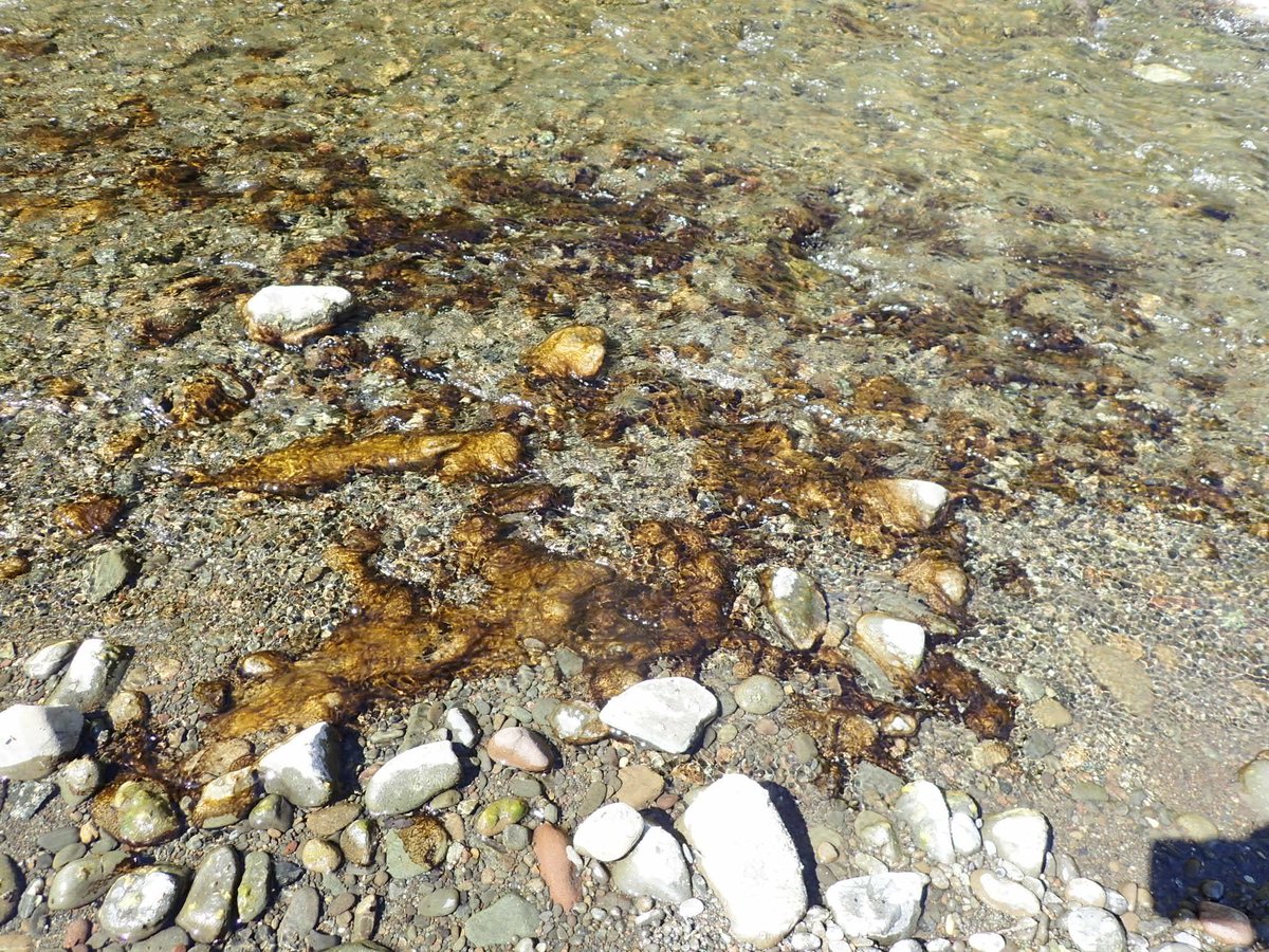 CaWaterBoards's tweet photo. Toxic algal mats have been reported in General Creek, on the west shore of Lake Tahoe. Do not play or handle algal mat material or let dogs in water with algal mats or near stranded mats. Learn more on how to recreate safely here: https://t.co/cy4i92m06D https://t.co/EmMrj5ieNm