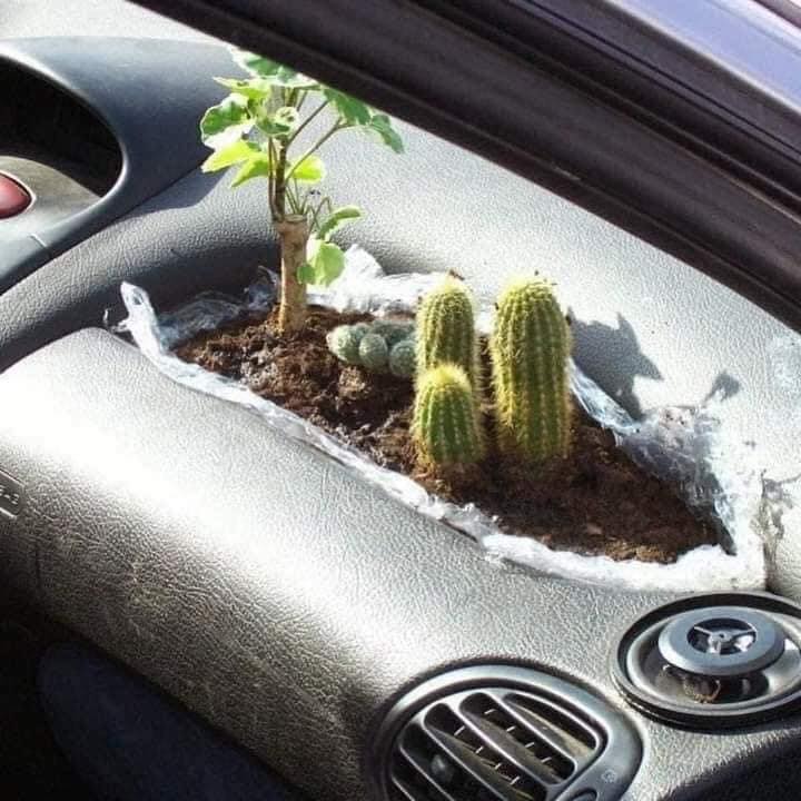 LaChorreraVerde's tweet image. cuando tus pensamientos y tus acciones están con el medio ambiente #verde #captus