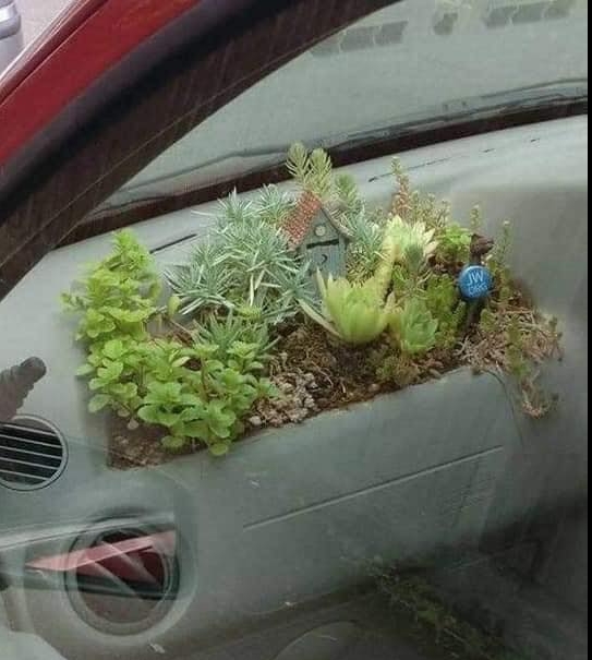 LaChorreraVerde's tweet image. cuando tus pensamientos y tus acciones están con el medio ambiente #verde #captus