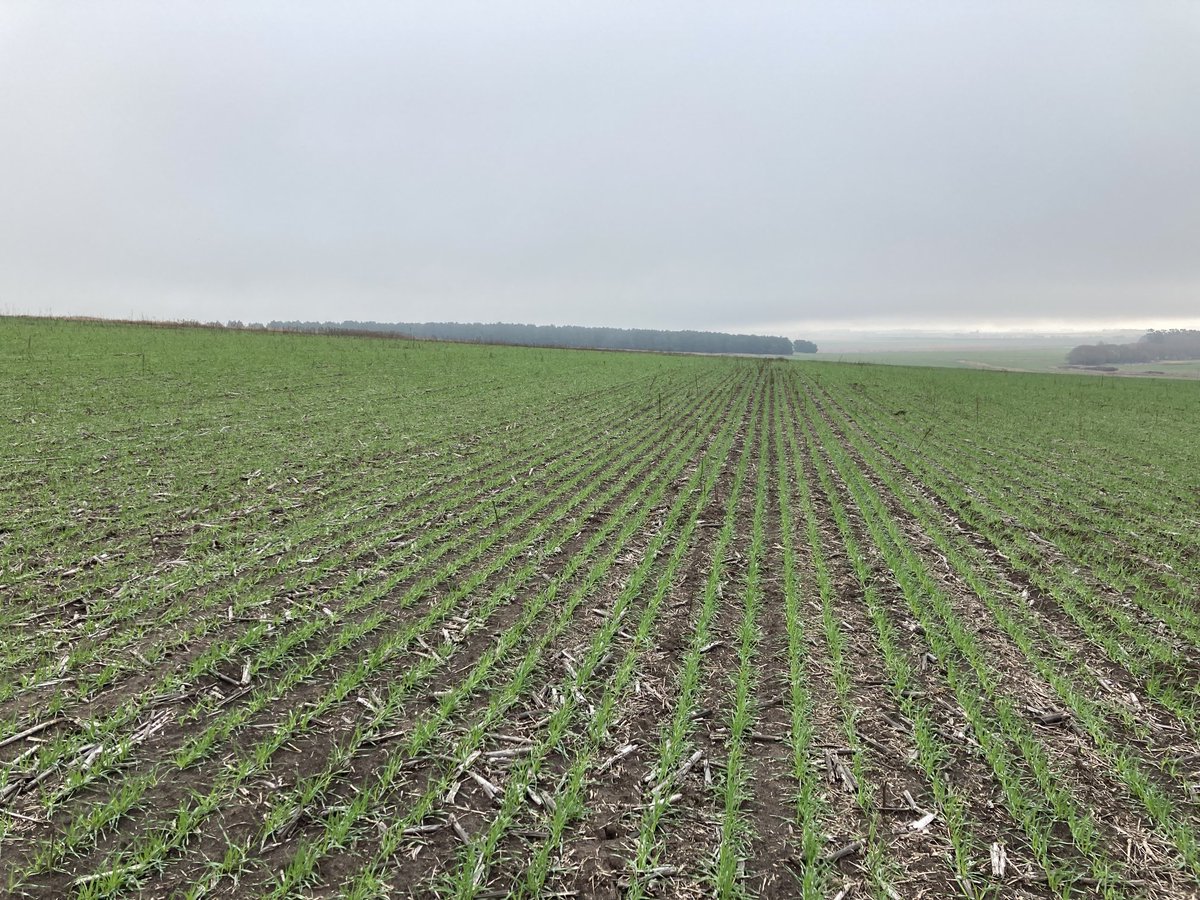 TelecheaFacundo's tweet photo. Recorrida semanal de cebadas en el sudeste de https://t.co/PLkOgM00EE.
#asesoramiento #malezas ⁦⁦⁦@CebadaCervecera⁩ https://t.co/AD7iAPrIA8