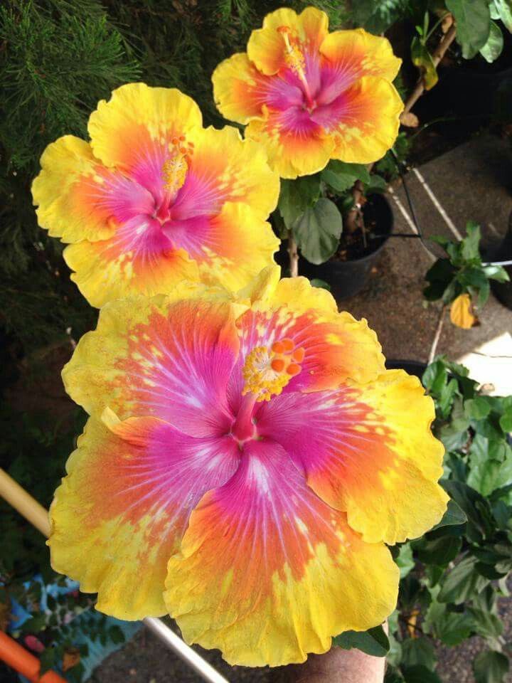 SIN4ALVY's tweet photo. wanted to do a lms and I realized I never intro-ed so if we haven’t spoken yet hey, i’m alvaro but you can call me alvy. reply with your aesthetic and I’ll send ya a pic of a plant from the community garden I work at + a dm #HEYLEGION #LEGIONLMS https://t.co/ymGO83C2JT