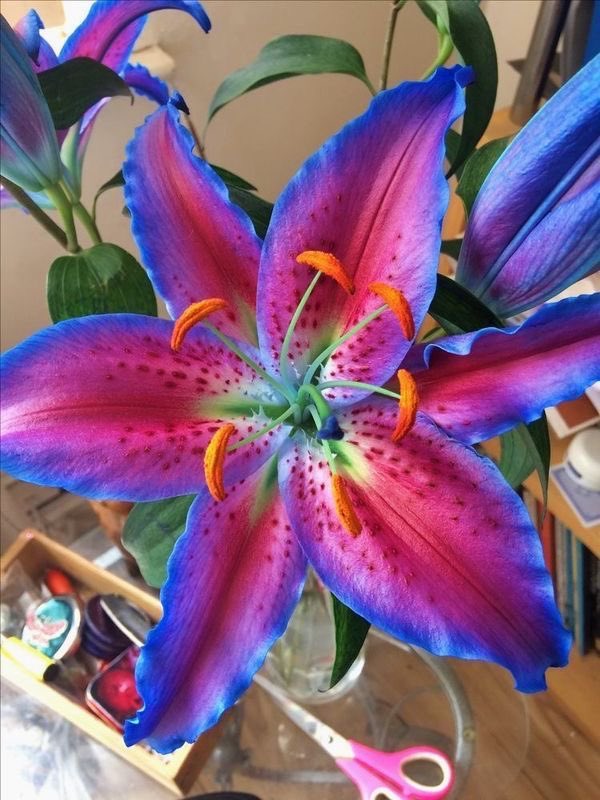 SIN4ALVY's tweet photo. wanted to do a lms and I realized I never intro-ed so if we haven’t spoken yet hey, i’m alvaro but you can call me alvy. reply with your aesthetic and I’ll send ya a pic of a plant from the community garden I work at + a dm #HEYLEGION #LEGIONLMS https://t.co/ymGO83C2JT