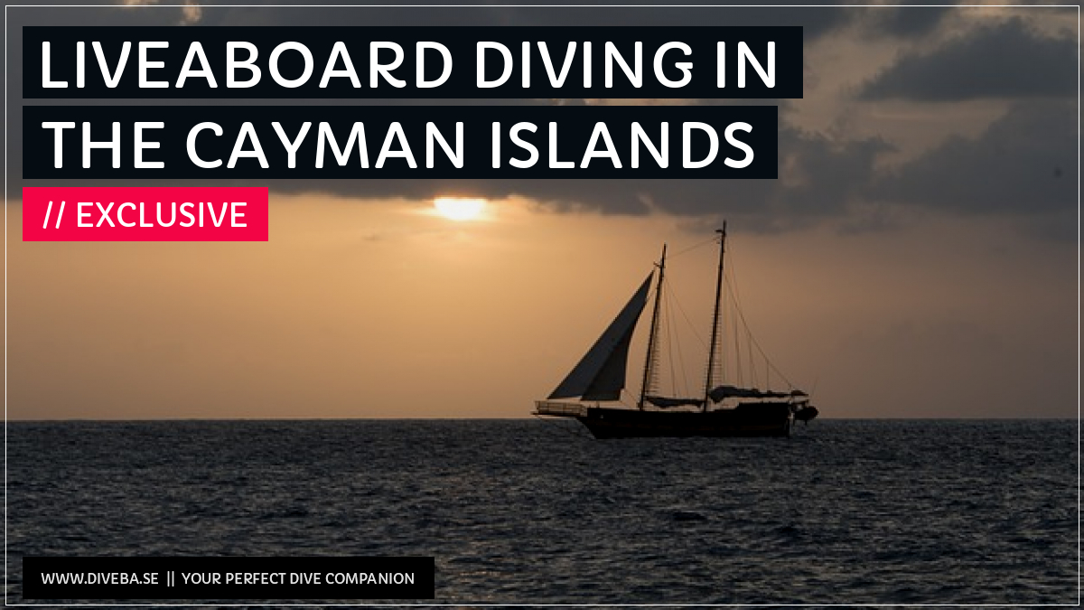 divebaseapp's tweet image. Todays highlight: 

✔ Liveaboard diving in the Cayman Islands

📲 Download the #Divebase App for iOS and Android and discover great dive locations! go.diveba.se