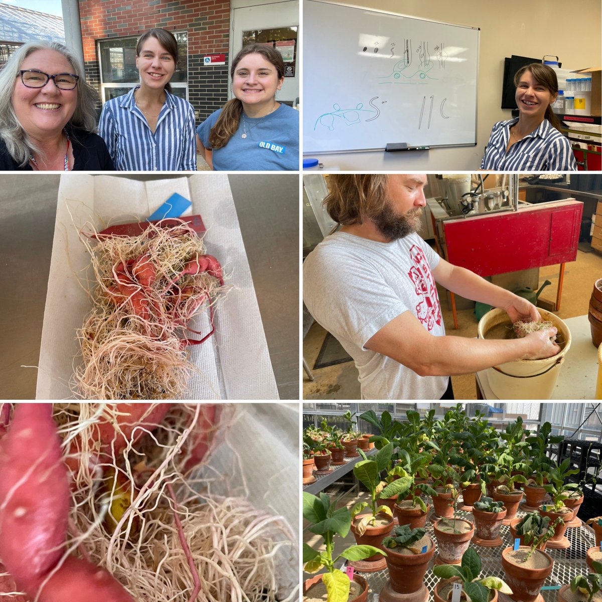 KiwiYoung's tweet photo. Today I got a nematology lesson from @AdrienneGorny and @HBonyak where I heard about the devastating guava root knot nematode and the impact on #sweetpotato and other important NC crops. @NCSU_DEPP @NCStateCALS #departmentheadadventures https://t.co/V5M5TzqZax