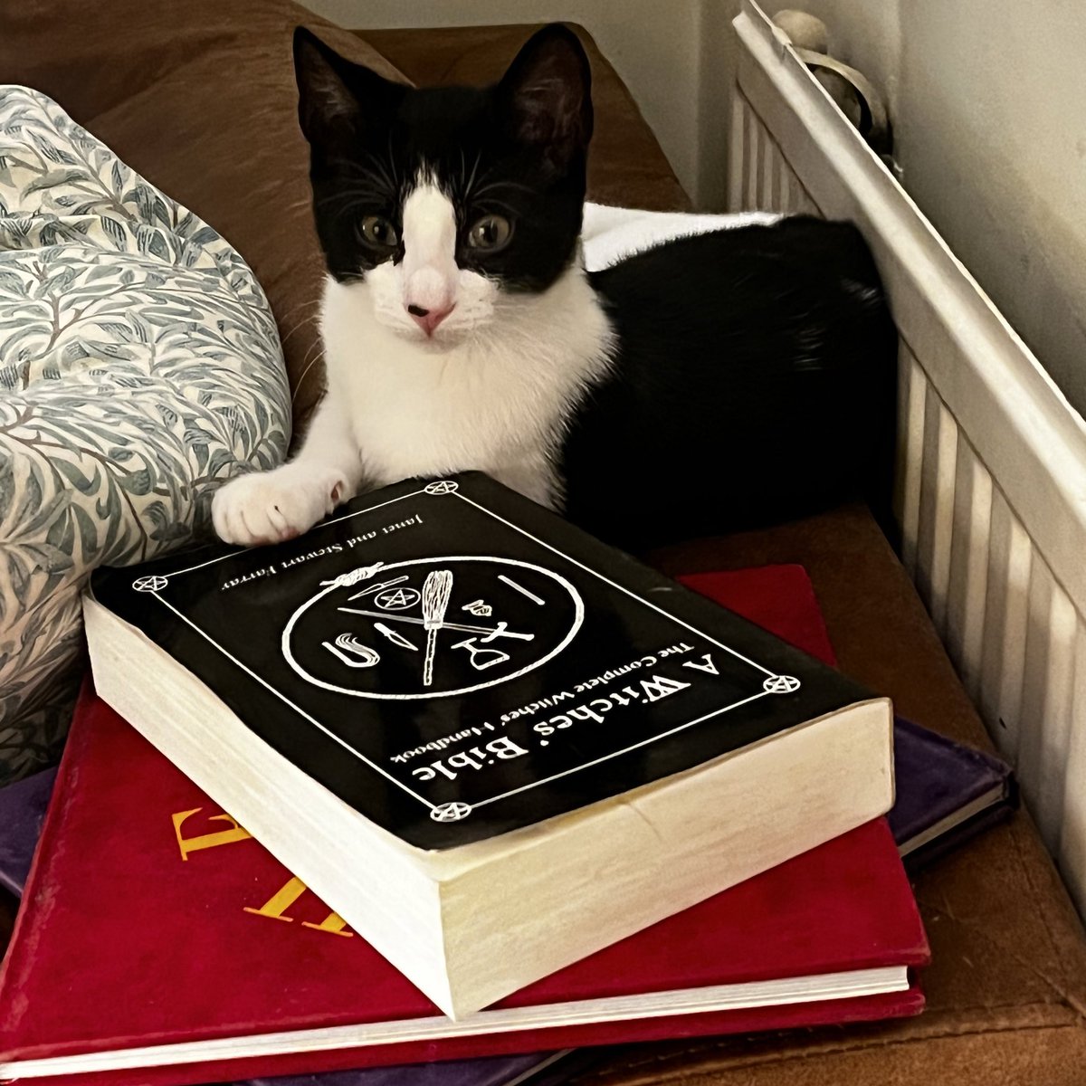 K8JohnsonAuthor's tweet image. #NotAWitch