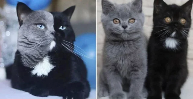 WholesomeMeme's tweet photo. Cat with a bicolour face is the father of 2 kittens who shared their colours https://t.co/P9Hl7p2uZ9