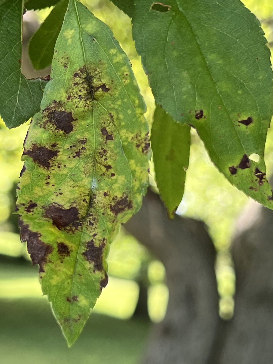 FruitDiseases's tweet photo. Two fungal diseases of #Apples at #NiagaraFalls #CedarAppleRust & #AppleScab https://t.co/uKJyQXZj5n