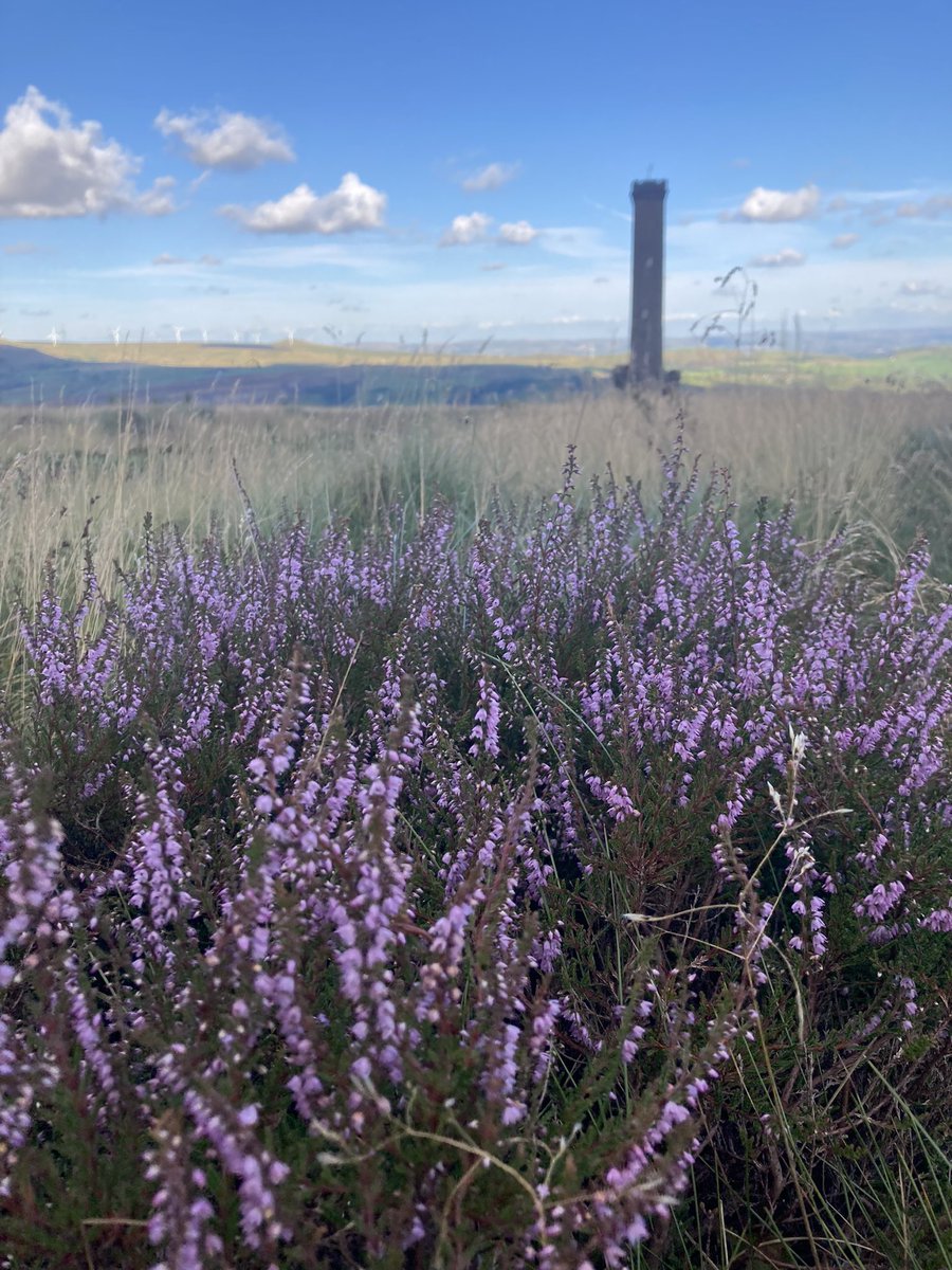 funnypenny's tweet photo. Early evening wanderings… 🥾 #holcombemoor #pilgrimscross #redflags #beetlehill #harcleshill #peeltower #buckdenwood #nationaltrust #westpenninemoors https://t.co/Ys9dW50jcB