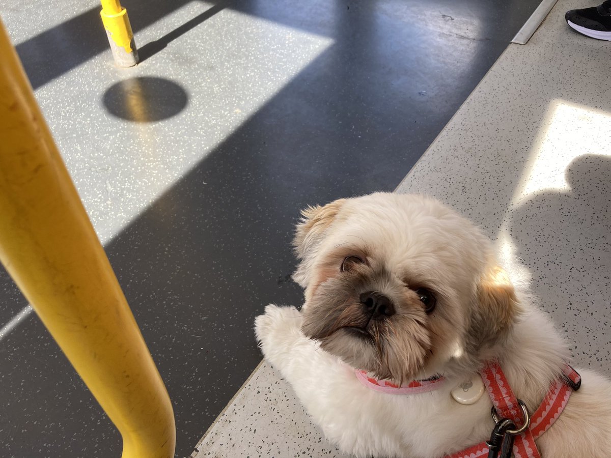 doglab's tweet photo. Please retweet if you think dogs should be allowed on  trams in Manchester https://t.co/19312OXLp2