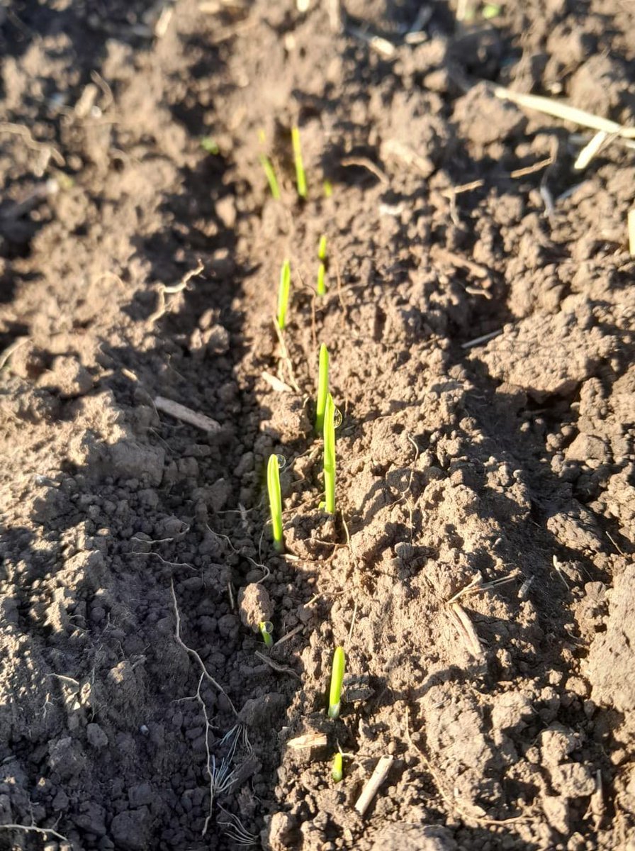 smsaulino's tweet photo. Emergencia #Cebada2022 sembrada el último fin de semana de julio 2022.
Bendita sea la lluviecita de ésta semana con los nutrientes que se le aplicaron. 🙏 Estaré registrando toda la información y monitoreando la emergencia con #AgTech @auravant . #Nutrición @Totoramouses https://t.co/2EwGjXdTGV