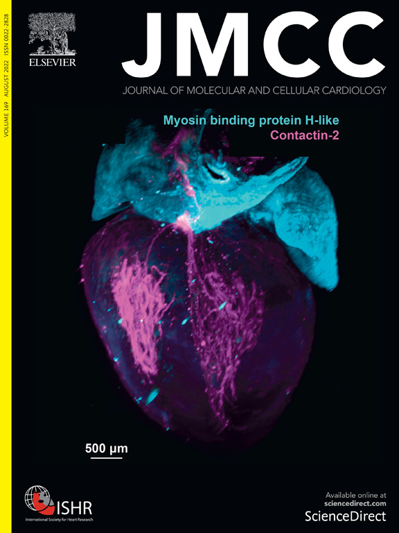 Journal of Molecular and Cellular Cardiology (@jmccardiology) on Twitter photo Our beautiful August cover image is courtesy of <a href="/BarefieldD/">Dave Barefield, PhD</a> <a href="/emmcnally/">Elizabeth McNally</a> <a href="/MegJane12/">megan puckelwartz</a> <a href="/glennfishman/">Glenn Fishman</a> <a href="/AlejandroArce/">Alejandro Arce</a> <a href="/itkellykay19/">Kelly Araujo</a>
Read their paper "Partial and complete loss of myosin binding protein H-like cause cardiac conduction defects" at: doi.org/10.1016/j.yjmc… Our beautiful August cover image is courtesy of <a href="/BarefieldD/">Dave Barefield, PhD</a> <a href="/emmcnally/">Elizabeth McNally</a> <a href="/MegJane12/">megan puckelwartz</a> <a href="/glennfishman/">Glenn Fishman</a> <a href="/AlejandroArce/">Alejandro Arce</a> <a href="/itkellykay19/">Kelly Araujo</a>
Read their paper "Partial and complete loss of myosin binding protein H-like cause cardiac conduction defects" at: doi.org/10.1016/j.yjmc…