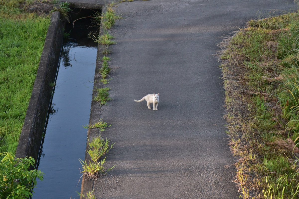 yanchi913's tweet photo. おはようございます。
昨日、汽車を待っていたら
飛び猫撮れました。
今日もいい一日になりますように。
#ねこ #ネコ #猫
#とびねこ #飛び猫
#ねこすたぐらむ
#にゃんすたぐらむ
#猫好きな人と繋がりたい
#猫が好きな人と繋がりたい
#cat #cats #catstagram
#catsofinstagram #jumpcat https://t.co/5rJvxXnvSA