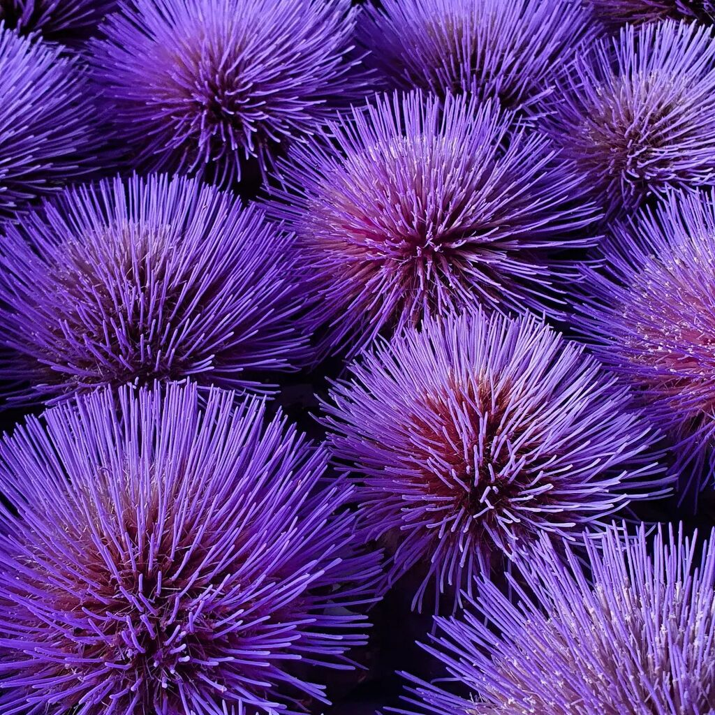 I was thinking that we should have Black Shed t shirts made, so all our lovely visitors know who to talk to. 

In reality a t shirt with, 'THEY'RE CARDOONS' in large letters would answer most of the questions we're asked.

The Cardoons in question are no… instagr.am/p/Cg2iwrEq-CX/