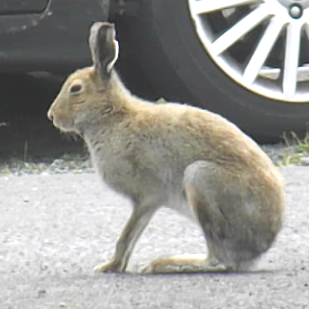 banbloodsports's tweet photo. The Irish Hare should be fully protected from cruel coursing. RT to tell Ministers @DarraghOBrienTD and @noonan_malcolm to REVOKE the 2022-23 coursing licence https://t.co/FpQ2Qczb16 #Ireland #AnimalCruelty #BanHareCoursing https://t.co/FPAXWDpV8F