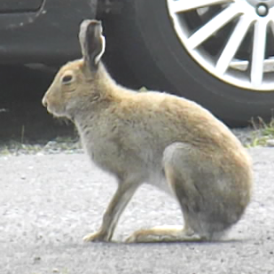 The Irish Hare should be fully protected from cruel coursing. RT to tell Ministers @DarraghOBrienTD and @noonan_malcolm to REVOKE the 2022-23 coursing licence banbloodsports.wordpress.com/2022/07/19/min… #Ireland #AnimalCruelty #BanHareCoursing