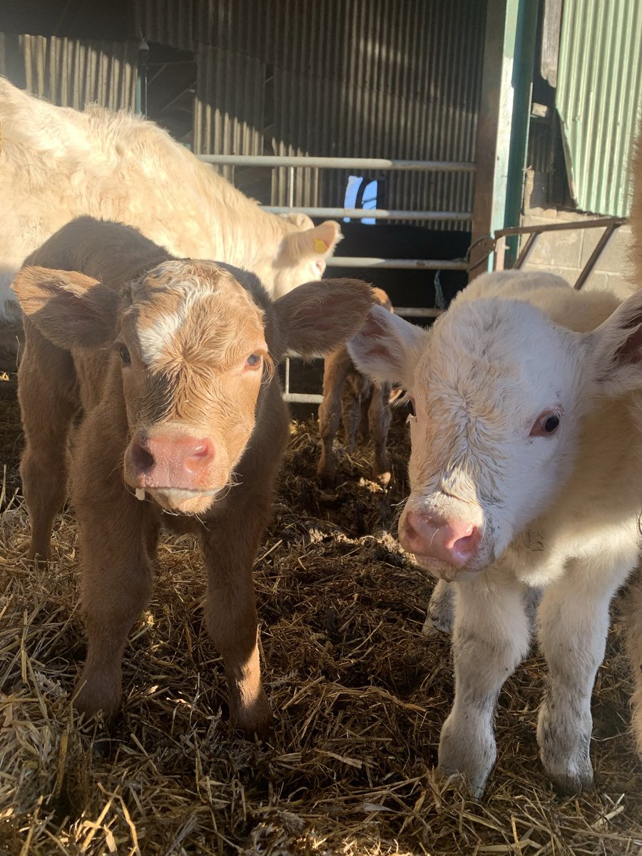 Annabelle Howell tweet media