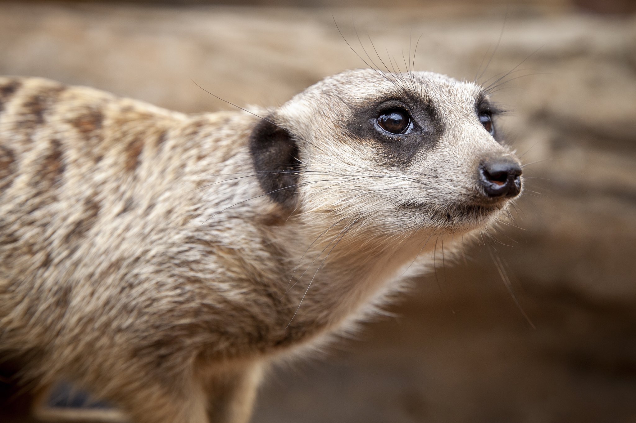 Australia Zoo on Twitter "Looking forward to our next YouTube video