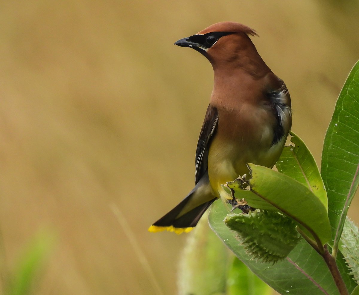 My new favorite bird .