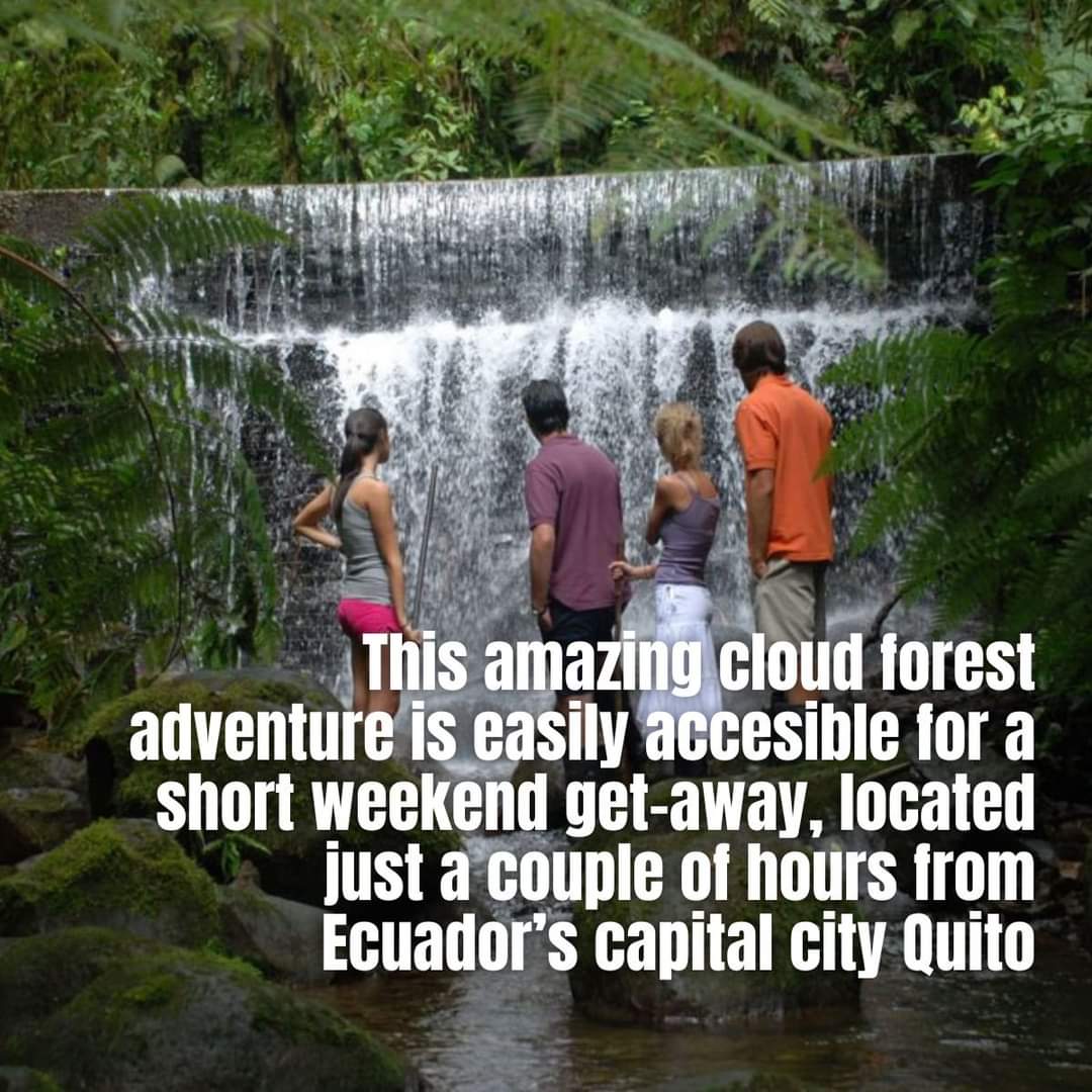HappyGringo's tweet photo. #Cloudforest Ecuador Cloud Forest ππ Experience first-hand one of the top, internationally recognized, biodiversity hotspots on the planet!
ππ Check out our Ecuador Cloud Forest tours! https://t.co/5Q1yBIELJ8
#Cloudforest #cloudforesttour #happygringo #happygringotours https://t.co/waJdh57Ux6