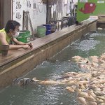 酷すぎる!釣り堀にて電気メーターの配線切られ、3000匹の魚が大量死・・