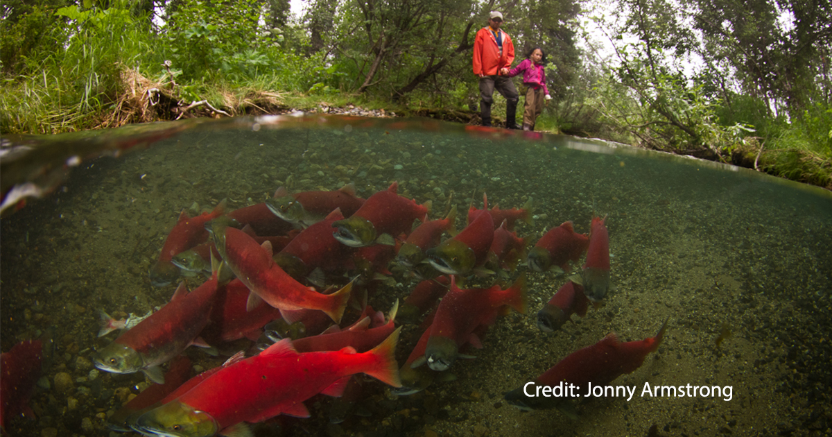 WatershedWatch_'s tweet photo. Disconnected habitat is a huge problem for Fraser River salmon. We can improve habitat connectivity AND reduce flood risk at the same time by improving our infrastructure. Tell our elected reps to invest in fish-friendly flood control #connectedwaters https://t.co/2JP5L2Ygie https://t.co/DqMxVxhZfG