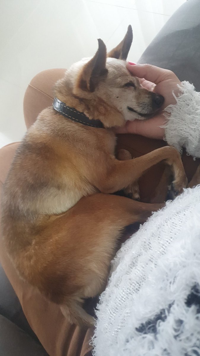 _alinemanenti's tweet photo. Foto dele sendo mimado! Ai que saudade... https://t.co/HxnRFDDIW9