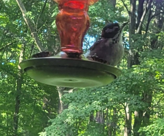 Kathleen Bowler (@kathybowler) on Twitter photo Hmm this doesn't look like a hummingbird. <a href="/PookieDigi4Ever/">OddBeardieCouple</a> <a href="/bluestone356/">Robin G. ❀༺ ( ͡° ͜ʖ ͡°) ༻❀</a> <a href="/sweetg12651/">Panda Lover Gloria - Trying to stay positive</a> <a href="/DodgerAmes/">Amy R. 🐬 🐼 🌺</a> Hmm this doesn't look like a hummingbird. <a href="/PookieDigi4Ever/">OddBeardieCouple</a> <a href="/bluestone356/">Robin G. ❀༺ ( ͡° ͜ʖ ͡°) ༻❀</a> <a href="/sweetg12651/">Panda Lover Gloria - Trying to stay positive</a> <a href="/DodgerAmes/">Amy R. 🐬 🐼 🌺</a>