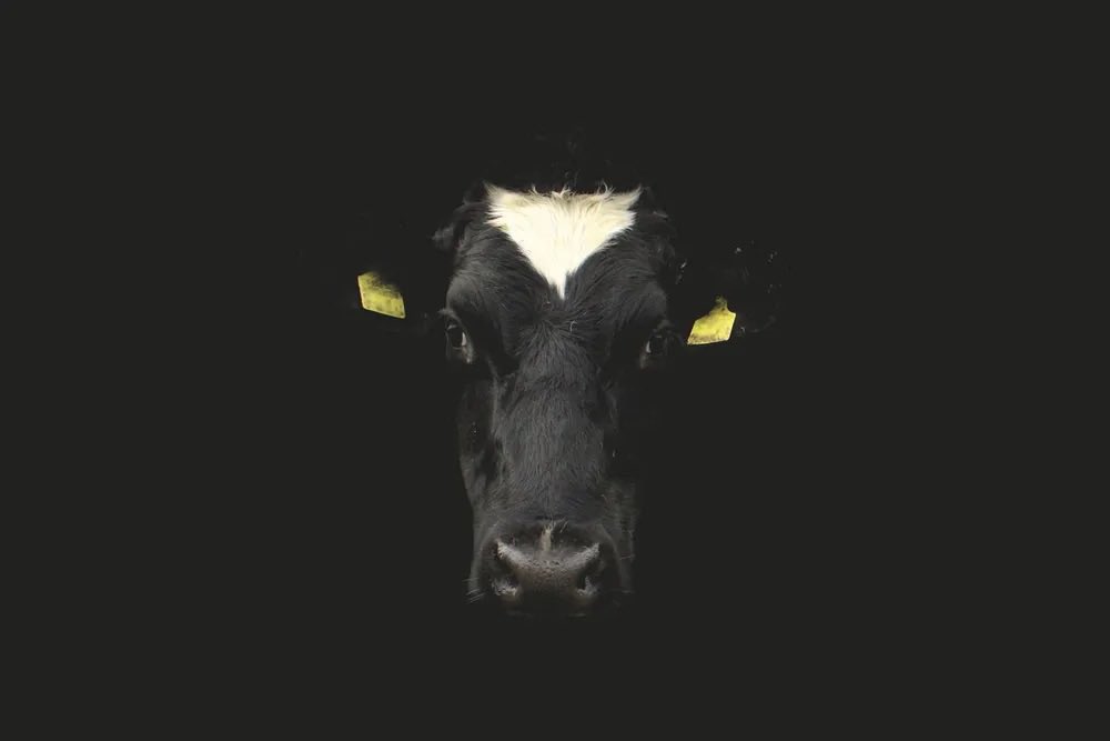 dairy_truth's tweet photo. Life Of A Dairy Cow

a 🧵

➡️ https://t.co/hkhw7ILCbj
#dairytruth #Farm24 https://t.co/7hg3ekrTlk