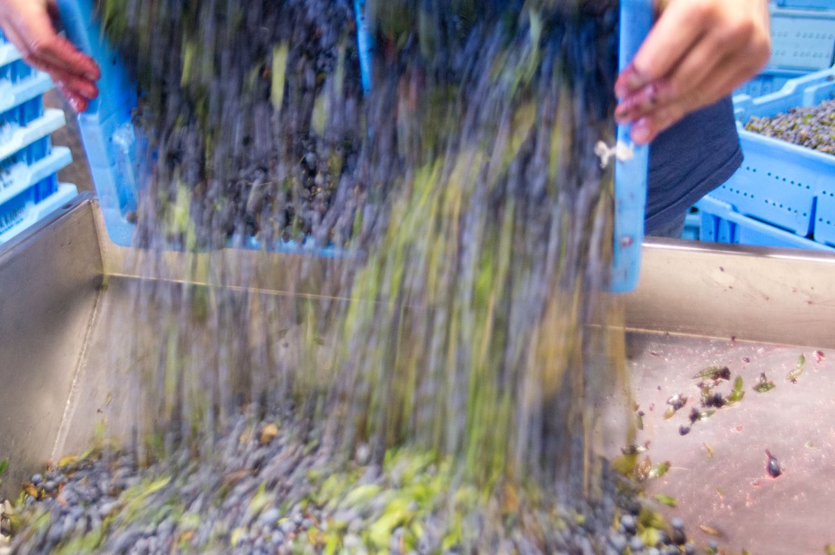 For 17 years now Sweetgrass has been using Maine grown wild blueberries from small farms all around the state in the wines and spirits we make - lots and lots of blueberries!

#drinklocal #wildblueberryweekend #visitmaine #visitportland #mainelife <a href="/wildblueberries/">The Caviar of Maine</a>