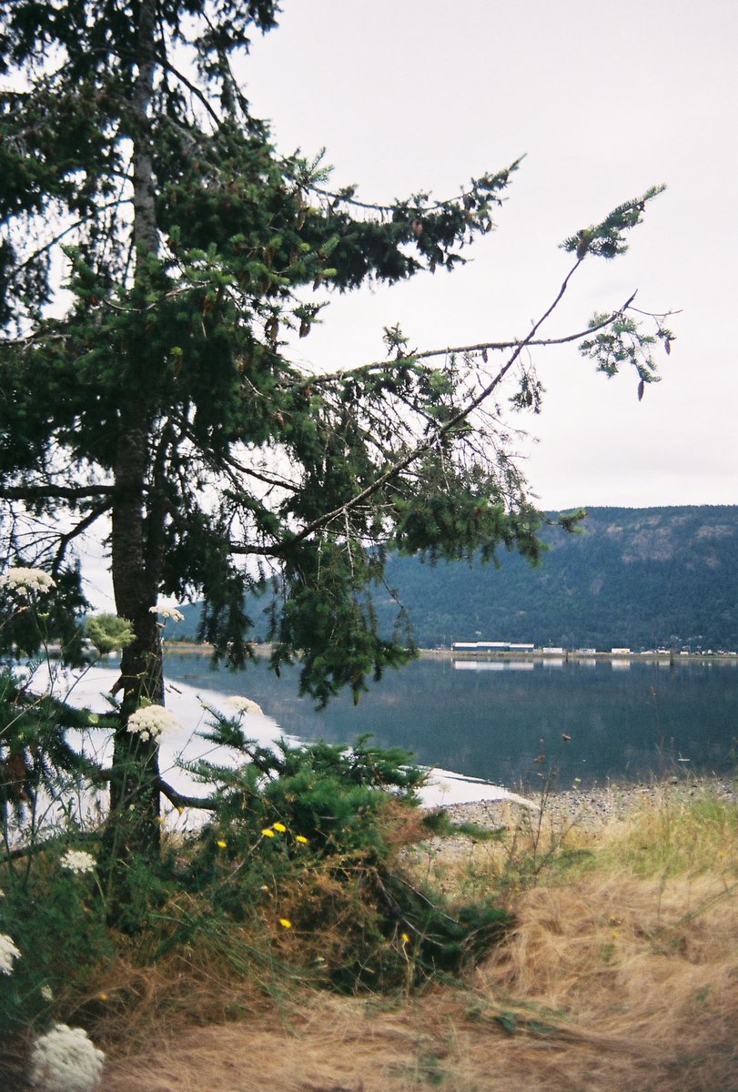 Mstrifert's tweet photo. Vancouver Island:
Brilliant and enchanting, I could wander through your mossy trees and bioluminescent bays for the rest of my life. I would happily lose myself in your rich soil. All my love, 
Xoxo, Me https://t.co/9q4xZp7wLo
