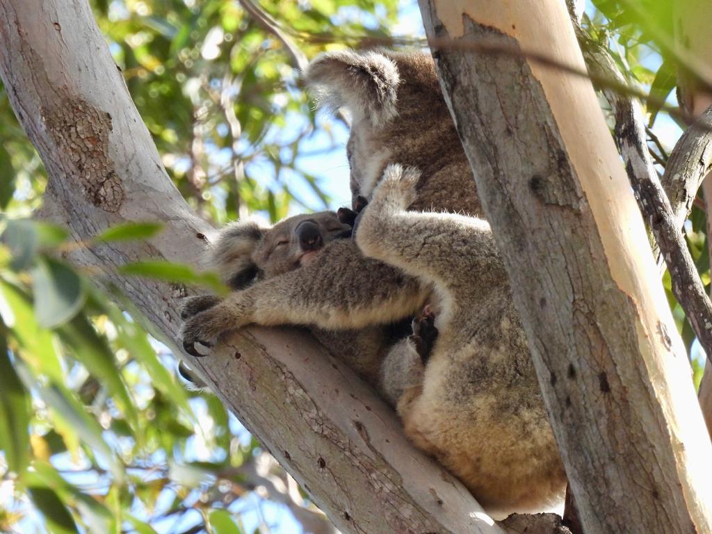 Terry Holt on Twitter "RT HospitalKoala WOOHOO! Good news, koala