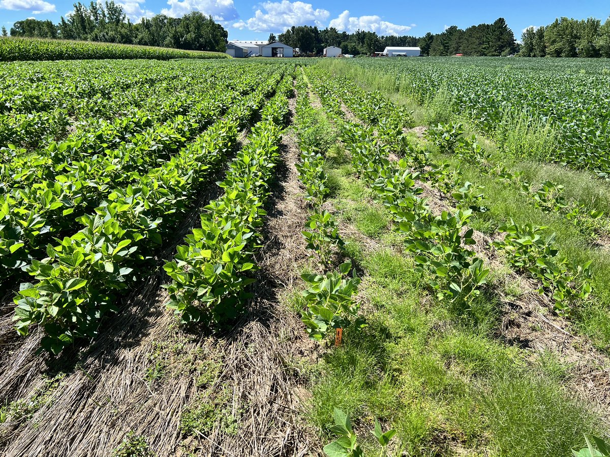 Damon L. Smith (@badgercropdoc) on Twitter photo Roller crimp rye cover vs no cover for conventional soybeans. I’ll let you figure out which is which. Rye is real. <a href="/DTelenko/">Darcy Telenko</a> <a href="/UWNPM/">UW NPM</a> <a href="/badgerbean/">Shawn Conley</a> <a href="/WiscWeeds/">Rodrigo Werle</a> Roller crimp rye cover vs no cover for conventional soybeans. I’ll let you figure out which is which. Rye is real. <a href="/DTelenko/">Darcy Telenko</a> <a href="/UWNPM/">UW NPM</a> <a href="/badgerbean/">Shawn Conley</a> <a href="/WiscWeeds/">Rodrigo Werle</a>