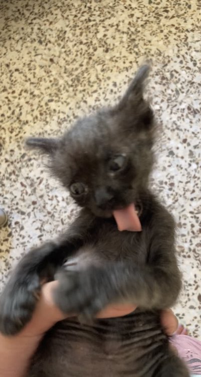 Se me ha bugueado el gato