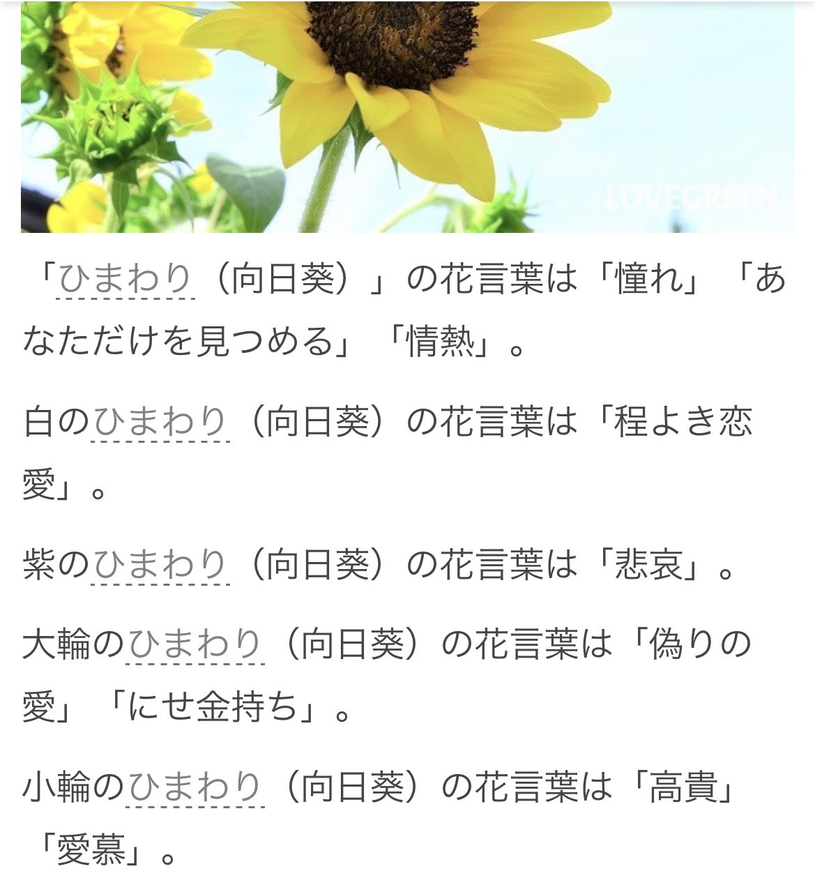 Chiiiii Rt N10erin Nununu ひまわりの花言葉 検索したら怖かった あなたなけを見つめてる 偽りの愛 本数でも変わるらしい 純愛ディソナンス T Co Ffdqjhzjha Twitter