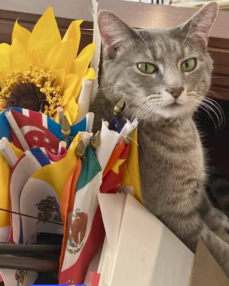 TheOvalPawffice's tweet photo. 🐾 If the hoomans think this will work, they’re badly mistaken. I am going to go outside, I have a furry impawrtant meeting with Poppet and Cece: it’s been two weeks since we did a nom nom raid so that qualifies as an emergency. Meowee!🐈🍦 https://t.co/izlW1VXS23