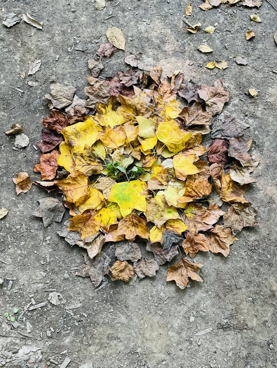 qikenwing's tweet photo. Inspired by the pond @TregaronDC and the work of Andy Goldsworthy — the keen artful eyes of  #wissit22 #educators and @msbeckartclass created these artful splashes of nature #arthappens https://t.co/rtAaXsZbip