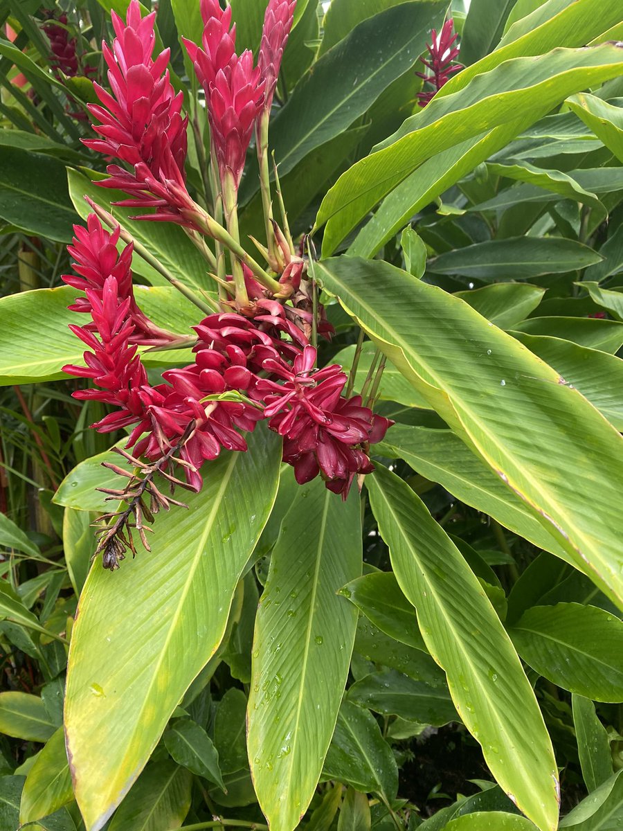 Lottie Dowling tweet media