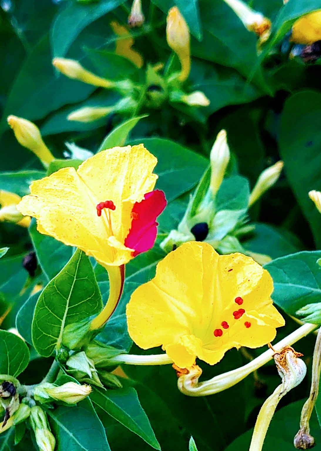 せば オシロイバナです 一つの枝から異なった色の花も咲きます その色が 単色 絞り咲き 染め分けと とても不思議で魅力的な花です 夜の静寂に浮かび上がる 白や黄色の花は格段に美しいです 花のある暮らし オシロイバナ 夕化粧 散歩