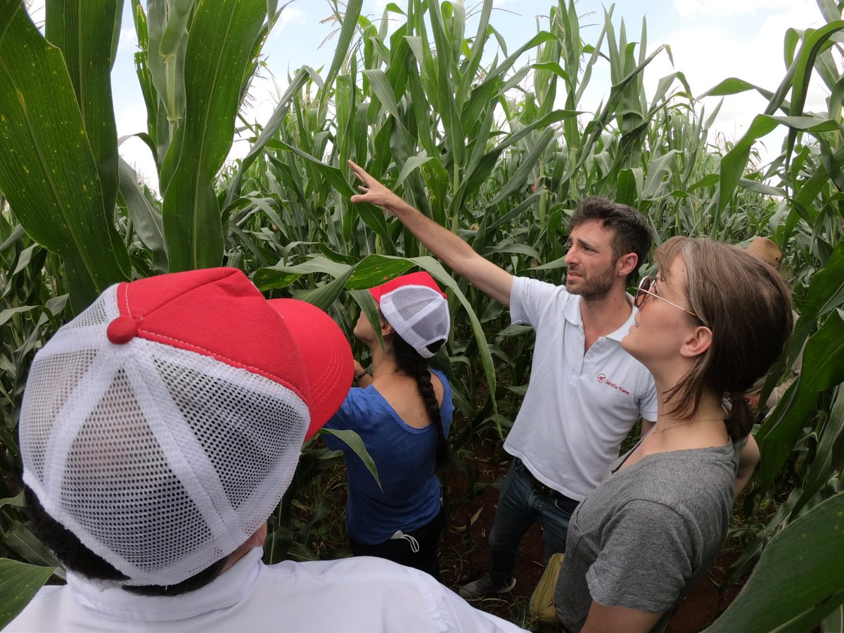 This week we got a special visit from one of our donors, @MulagoFound,  to meet our farmers and learn how #nutritiousmaize is changing their harvests in Sayaxché, Peten!