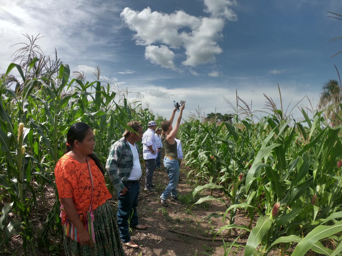 semillanueva's tweet photo. This week we got a special visit from one of our donors, @MulagoFound,  to meet our farmers and learn how #nutritiousmaize is changing their harvests in Sayaxché, Peten! https://t.co/szOZPfZGfd
