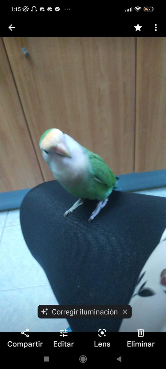 Hola, ayer por la mañana se me escapó mi agaporni ( en Albacete) 🥺😭, responde al nombre de Kiwi, por favor si alguien lo ve o sabe de el , que se ponga en contacto conmigo, se recompensará, gracias 🙏 🤝🏻