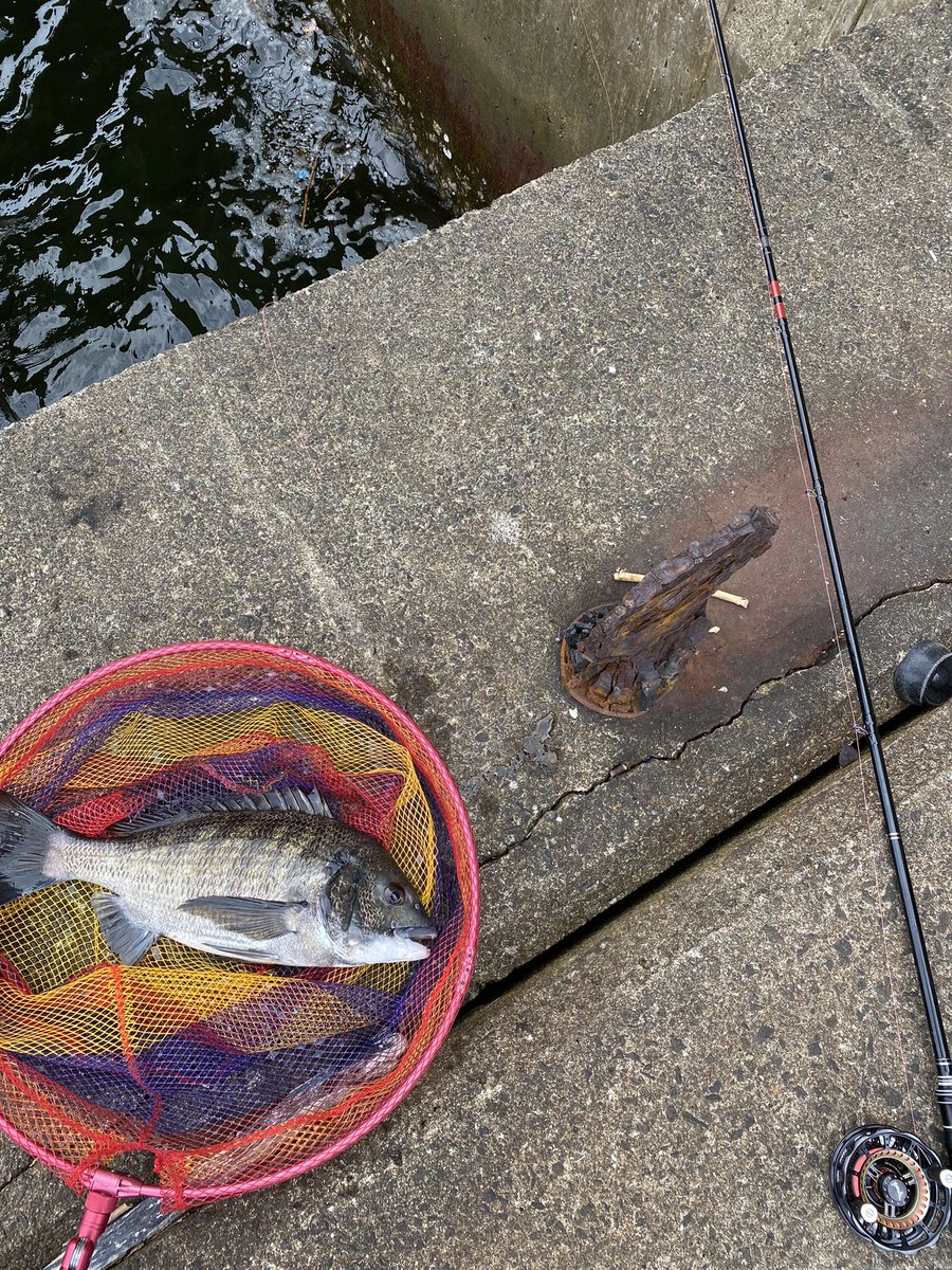 よしよし👍パターンと場所がわかってきたぞ、あんないっぱいおった魚が消えるはずない🎣